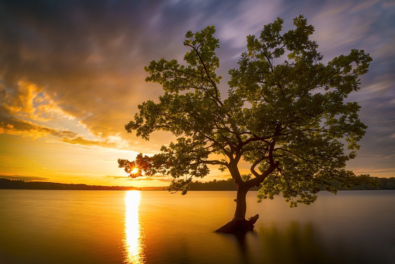 tree, water, lake-7215935.jpg